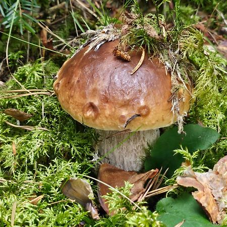 La Bourzede Lägenhet Langeac Exteriör bild